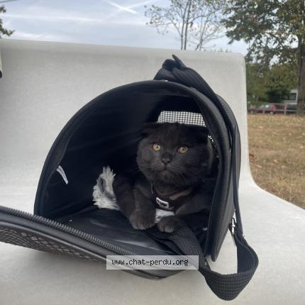 Photo 1/1 Simba Chat lost in Orgeval