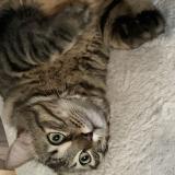 Picture of cat lost at Saint Jory