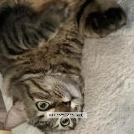 Photo 1/1 Simba Chat lost in Saint jory