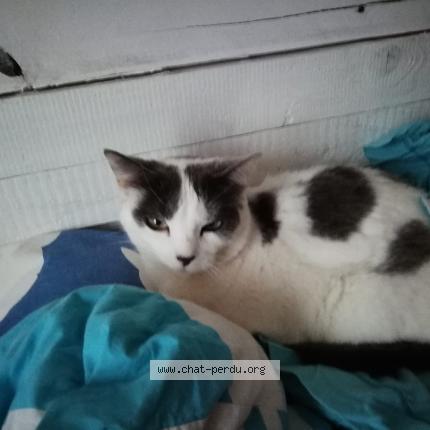 Photo 1/1 Totoche Chat lost in Bretignolles sur mer