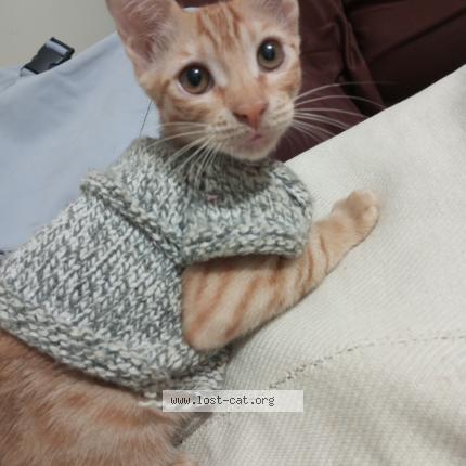 Photo 1/1 amy Chat lost in Karachi