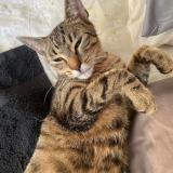 Picture of cat lost at Angers
