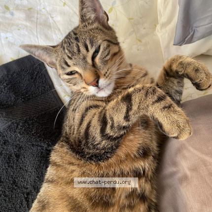 Photo 1/1 Roux Buhl Fabienne Chat lost in Angers