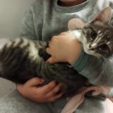 Picture of cat lost at Le Faouet