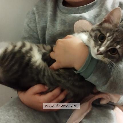 Photo 1/1 Jack Chat lost in Le faouet