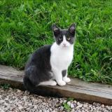 Picture of cat lost at Artiguelouve