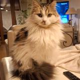 Picture of cat lost at Villiers Le Morhier