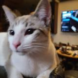 Picture of cat lost at Bohars