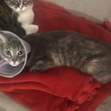 Picture of cat lost at Vidauban