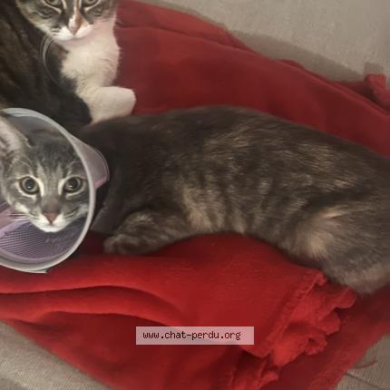 Photo 1/1 Siera Chat lost in Vidauban