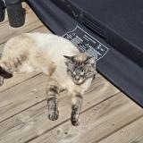 Picture of cat lost at Gareoult