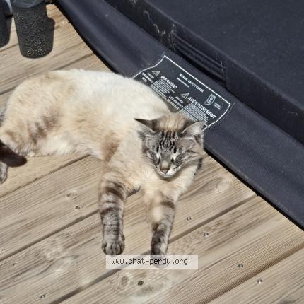 Photo 1/1 Coton Chat lost in Gareoult