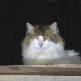 Picture of cat found at Montreuil Sur Ille