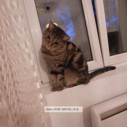 Photo 1/1 Riyad Kari Chat lost in Mulhouse