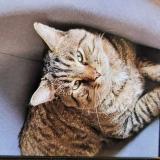 Picture of cat lost at Monbonnot Saint Martin