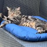 Picture of cat lost at Salouel