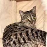 Picture of cat lost at Rombas