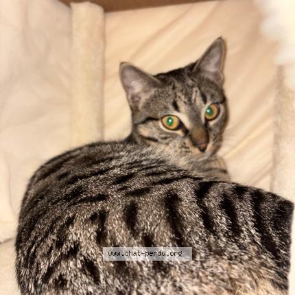 Photo 1/1 Tobias Chat lost in Rombas