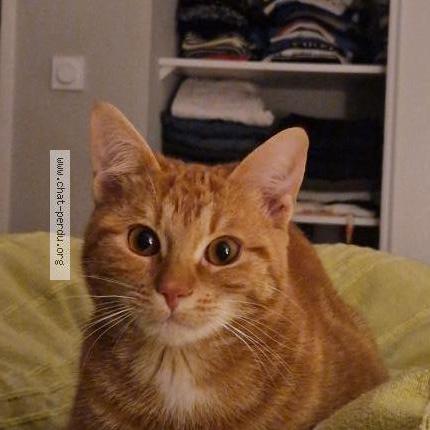 Photo 1/1 Midi Chat lost in Albi