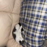 Picture of cat lost at Tancrou