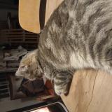 Picture of cat lost at Malrevers