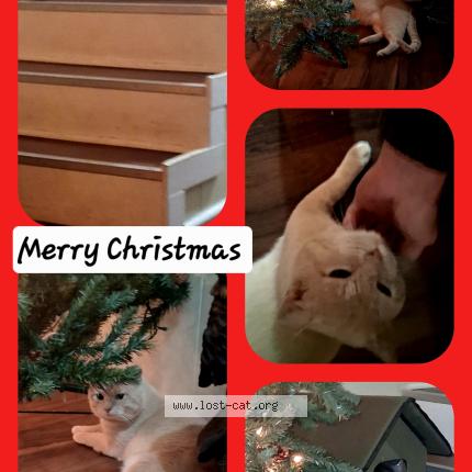 Photo 1/1 Reunited cat Lost in Knoxville