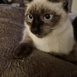 Picture of cat lost at Castelnau Estretefonds