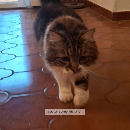 Photo 1/1 Found cat Found in Draguignan