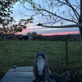 Picture of cat lost at Sedzere