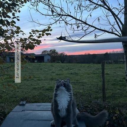 Photo 1/1 Lolachacha Chat lost in Sedzere