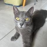 Picture of cat lost at Saint Paul