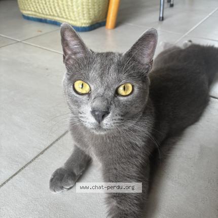 Photo 1/1 Slo Chat lost in Saint paul