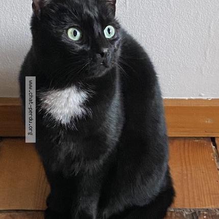 Foto 1/1 Kat teruggevonden Vermist in Anderlecht