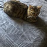 Picture of cat lost at Mulhouse