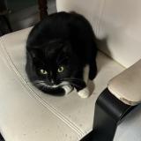 Picture of cat found at Soignies