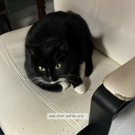 Photo 1/1 Found cat Found in Soignies