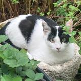 Picture of cat lost at Avignon