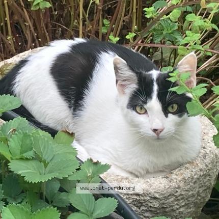 Photo 1/1 Pawnee Chat lost in Avignon