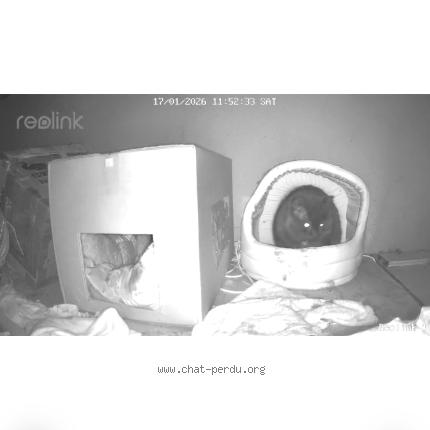 Photo 1/2 Found cat Found in Dans notre jardin