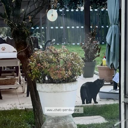 Photo 2/2 Found cat Found in Dans notre jardin