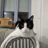 Picture of cat lost at Saint Etienne