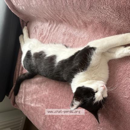 Photo 1/1 Found cat Found in Montagnole