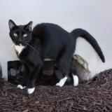 Photo of a cat found in West Palm Beach