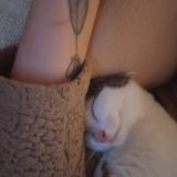 Picture of cat lost at Val De Reuil