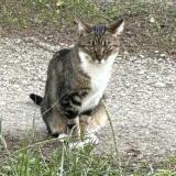 Picture of cat lost at Saze