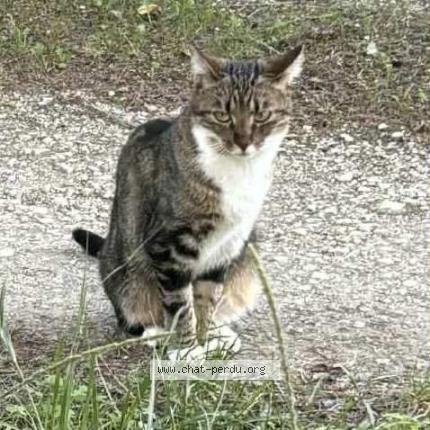 Photo 1/1 Xylo Chat lost in Saze