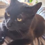 Picture of cat lost at Castanet Tolosan