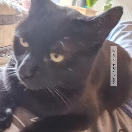 Photo 1/1 Bob Chat lost in Castanet tolosan