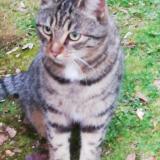 Picture of cat found at Jazeneuil