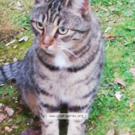 Photo 1/1 Found cat Found in Jazeneuil